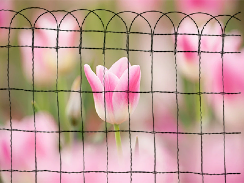 Grillage Bordure De Jardin Vert 65cm X 25m – Image 3