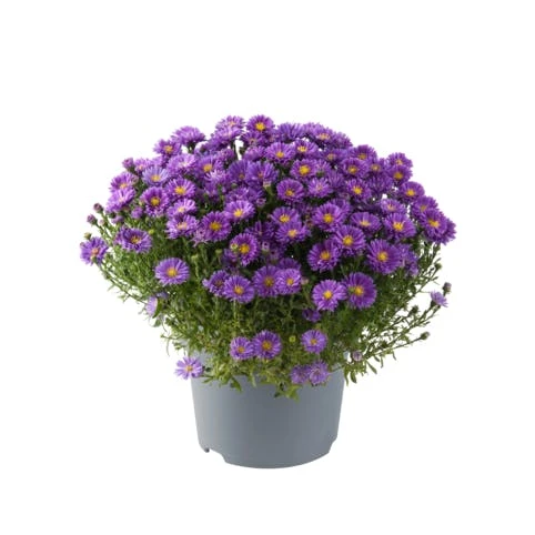 Plante Décorative aster